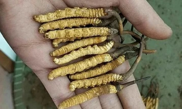 Хималајските габи кријат делотворен лек за рак