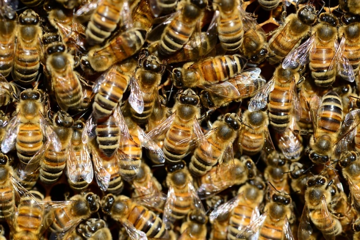 Американската пчела исчезнува