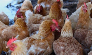 Птичји грип потврден и во фарма во централна Англија