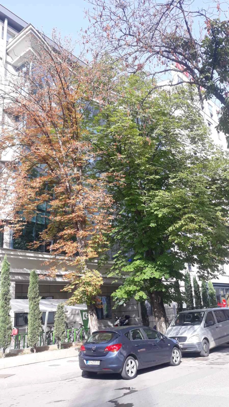 На ул „Орце Николов“ денеска ќе бидат отстранети две дрва од сортата липа