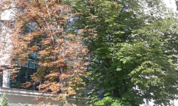 На ул „Орце Николов“ денеска ќе бидат отстранети две дрва од сортата липа
