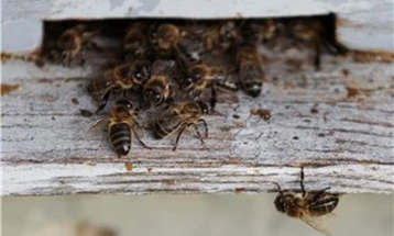 На протести во Чиле приведени четворица пчелари