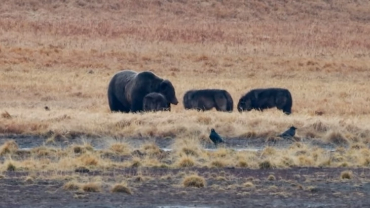 Во САД снимена мечка како лови со глутница волци