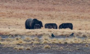 Во САД снимена мечка како лови со глутница волци