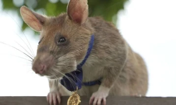 Почина стаорецот Магава кој доби златен медал за откривање мини