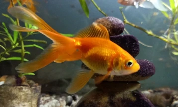 Златните риби можат да насочуваат роботски возила кон копно