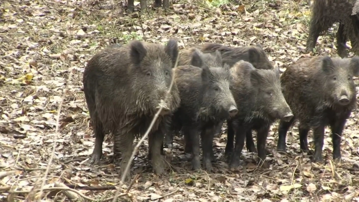 Наезда од диви свињи во Кочанско по забраната за лов поради болеста африканска чума