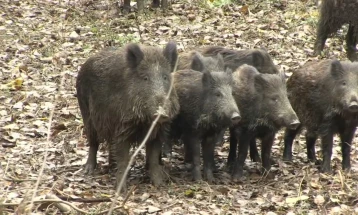 Наезда од диви свињи во Кочанско по забраната за лов поради болеста африканска чума