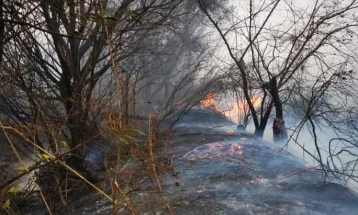 Полињата во Кочанско во пламен, пожарникарите со зголемен број интервенции