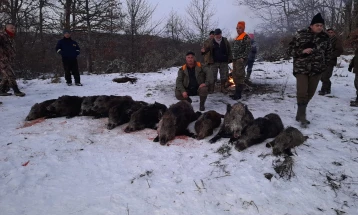 Рекорден отстрел на диви свињи последните два викенди во Кичевско