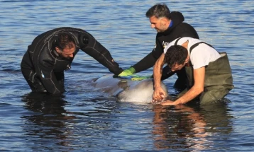Повреден или болен кит во близина на атинското крајбрежје