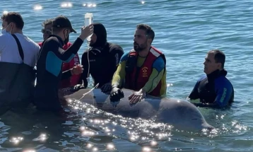 Битка за да се спаси животот на младиот кит во близина на атинското крајбрежје