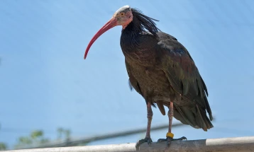 Од Зоолошката градина во Атина побегнале 32 птици од загрозени видови
