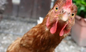Една кокошка стана хит во САД- „уапсена“ во заштитениот простор на Пентагон