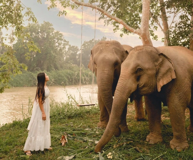 Венчавки на слонови во Тајланд на Денот на вљубените