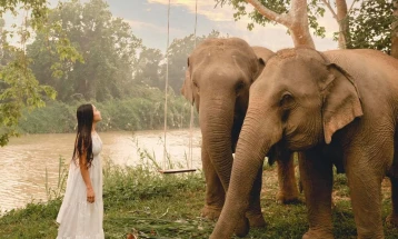 Венчавки на слонови во Тајланд на Денот на вљубените