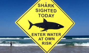 Во Сиднеј ајкула уби пливач, плажите затворени првпат по 60 години