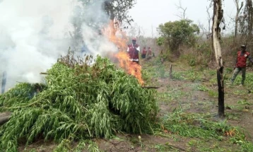 Во Нигерија уништени 255 хектари полиња со канабис