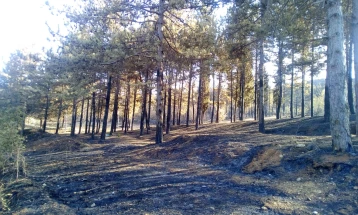 Кривични пријави за пустошење шуми и злоупотреба на службена положба