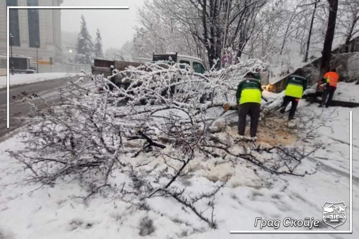 ЈП „Паркови и зеленило“ спроведува акција за расчистување на паднати дрвја и гранки на повеќе локации во Скопје