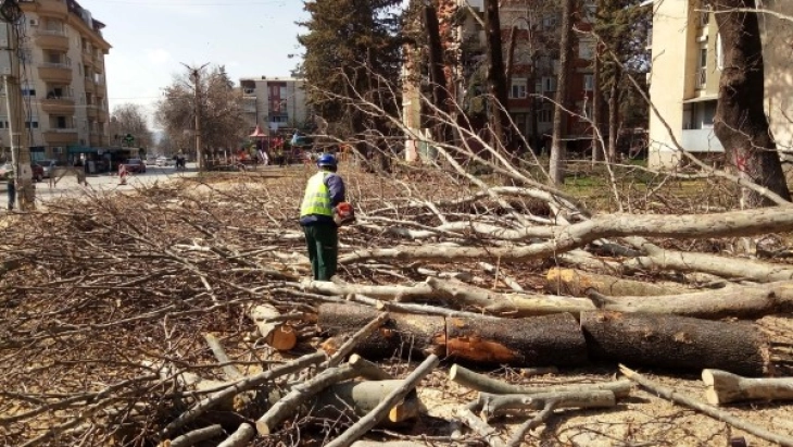 Спроведена акција за сечење и кастрење на стари гранки, дрва и грмушки на паркиралишта на ЈП „Градски паркинг“- Скопје