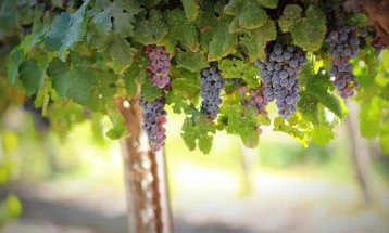 Засадување на најстарата винова лоза на светот во дворот на Земјоделскиот институт