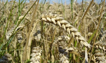 Интервентниот фонд ќе се проширува со нови мерки, подготвен план за зголемено производство на пченица