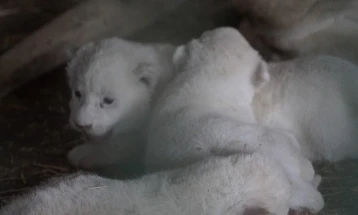 По повеќе од 20 години во скопската Зоолошка се родија три лавчиња