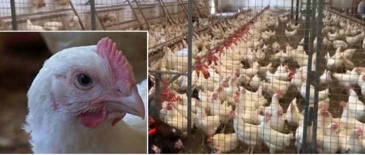 Птичји грип во Албанија, во Драч угинати најмалку 100.000 кокошки