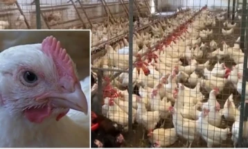 Птичји грип во Албанија, во Драч угинати најмалку 100.000 кокошки