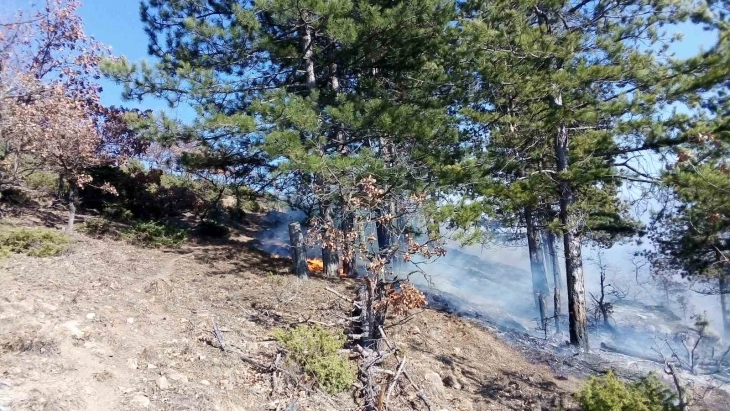 Над карбинското село Радање гори борова шума и сува трева