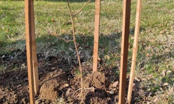 Екологисти од Неготино посадија дрвца