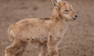 Во скопската Зоолошка се роди ново бебе хималајски тар