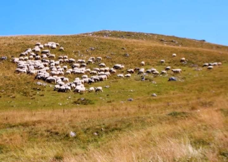 Здружение на сточари од кичевско: Сè помал интерес за овчарство