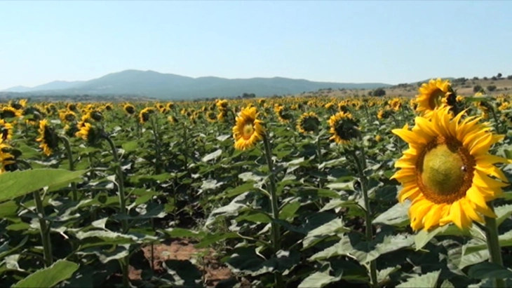 Производството на сончоглед на македонските ниви низ годините намалено за десет пати