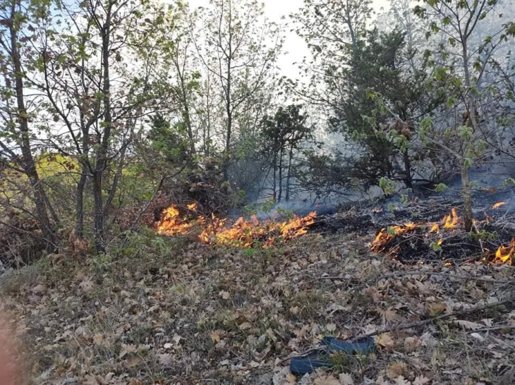 Пожар во Струмичко, горат 20 хектари нискостеблеста шума