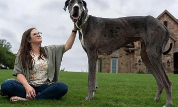 Највисокото живо куче во светот има 104,6 сантиметри
