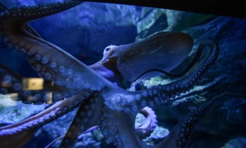 Октоподите се самоуништуваат по парењето поради хормонална нерамнотежа