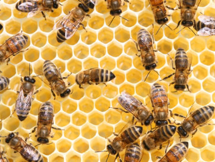 Одбележување на Светскиот ден на пчелите