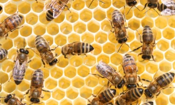 Одбележување на Светскиот ден на пчелите