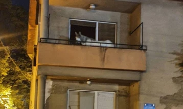 Спасен коњ од напуштен објект во Дебар Маало, згрижен во ЗОО Скопје
