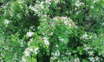 Во Кавадарци проект за континуиран мониторинг на биодиверзитетот во општината