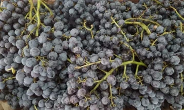 „Напредни лозари“: Бараме најмалку 20 денари за килограм грозје 