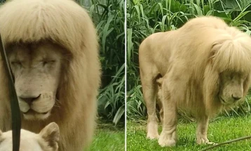 Лав со „шишки“ - зоолошка атракција во Кина