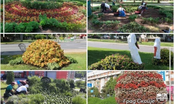 Град Скопје: Нов летен расад ги разубавува цветните леи и фигури низ градот