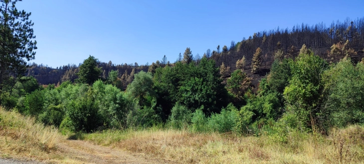 Дебата на НКЕУ-МК за заштита на природата преку одржливо управување со шумите