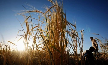 Врховната рада тврди дека Русија украла 500.000 тони жито од Украина
