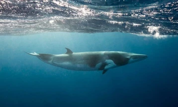 Уште еден кит виден во река во Франција