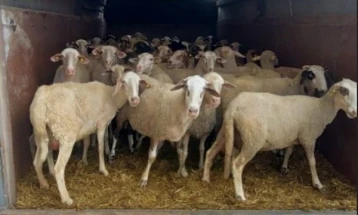 Во Косово спречен шверц на овци и телиња од Северна Македонија