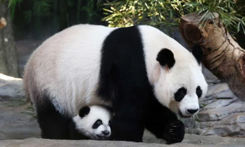 Најстарата панда во Мексико угина на 35-от роденден
